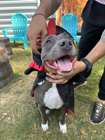 Pitty mix dressed up as a magician