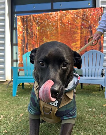 black labrador with long tongue
