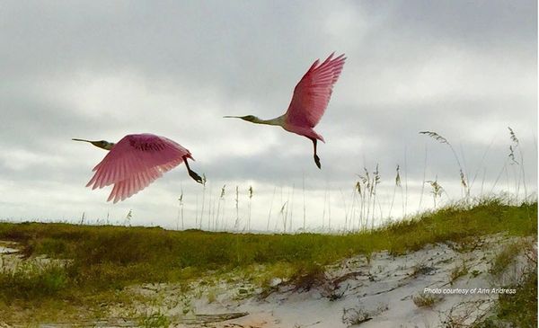 flamingos in flight, photo by Ann Andress