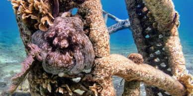 Octopus hiding on artificial coral reef in Cozumel, Mexico
