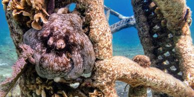 Octopus hiding on artificial coral reef in Cozumel, Mexico