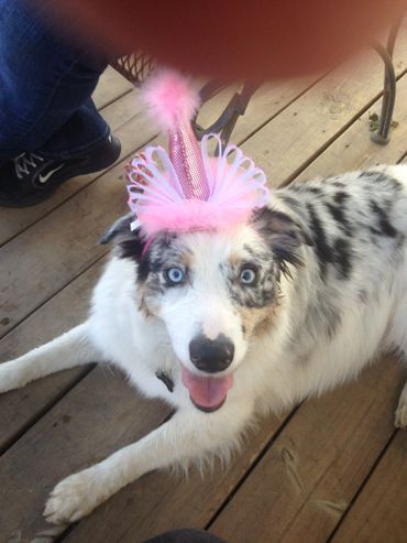 Happy dog wearing a pink party hat.