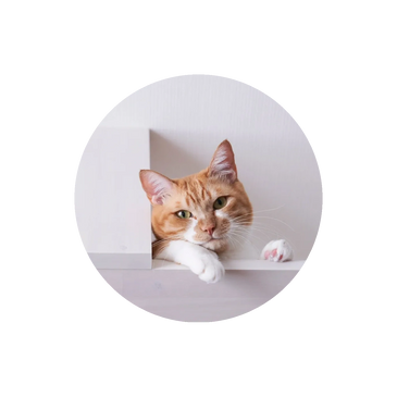 むーちゃんママ