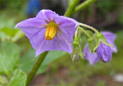 KRU NICK SENA MUAY THAI BORAN WAI KRU TEACHER RESPECT ไหว้ครู มวยไทยโบราณ