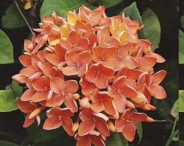 KRU NICK SENA MUAY THAI BORAN WAI KRU TEACHER RESPECT ไหว้ครู มวยไทยโบราณ