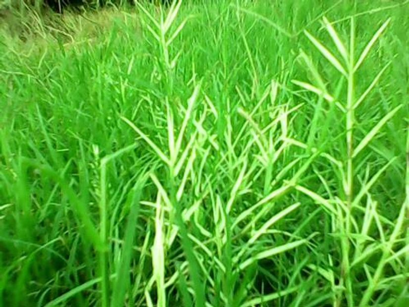 KRU NICK SENA MUAY THAI BORAN WAI KRU TEACHER RESPECT ไหว้ครู มวยไทยโบราณ