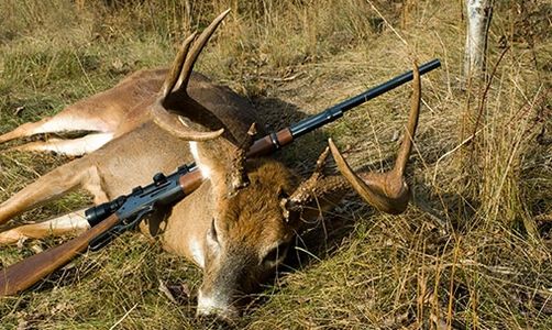 A hunted deer lying on grass with rifles placed on it.