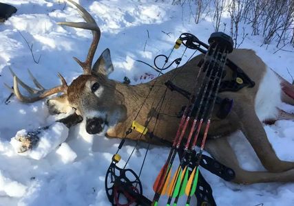 A deer with antlers lying in the snow next to a compound bow.