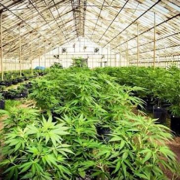 Greenhouse filled with potted cannabis plants.