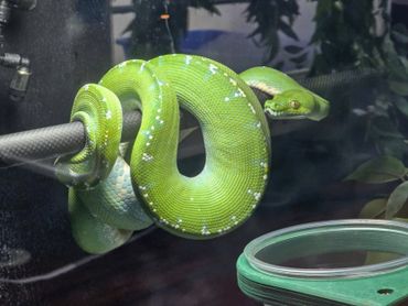 Bright green snake coiled on a perch inside a terrarium.
