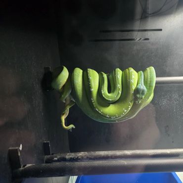 A green snake coiled around a black perch inside a glass enclosure.