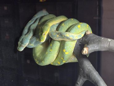 Two green snakes intertwined on a branch.