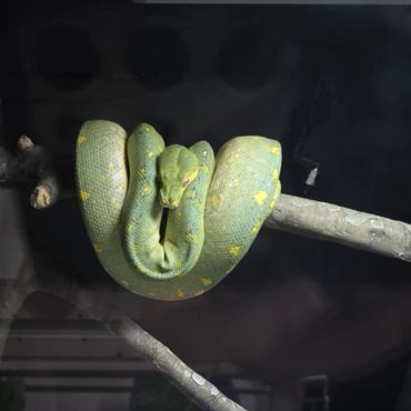 A green snake coiled around a branch with yellow spots.