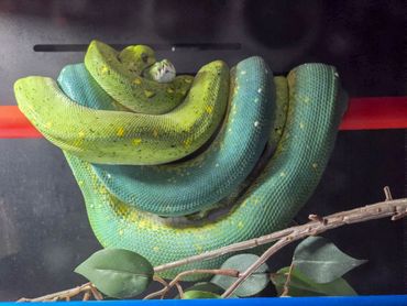 Two green and blue snakes intertwined on a red branch.