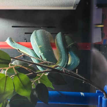 A green snake coiled on a red perch inside a terrarium with foliage.