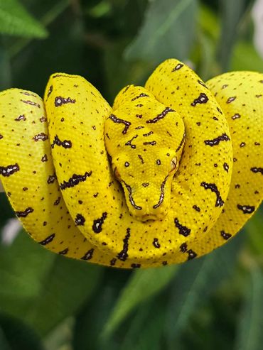 Bright yellow snake coiled tightly on a branch.