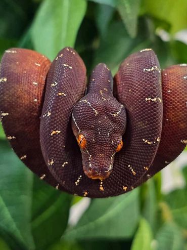 A coiled brown snake with orange eyes resting on a branch.