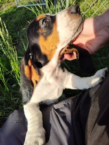 Close-up of a tricolor puppy being gently held and petted outdoors.