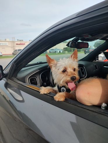 Happy small dog sticking its tongue out while sitting in a car window.