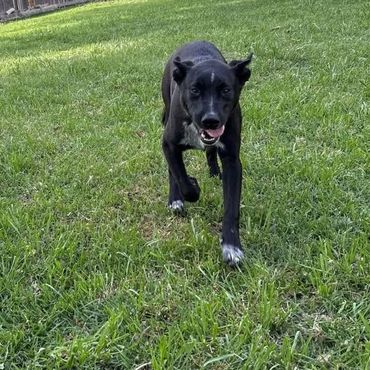 Black dog walking on green grass with tongue out.