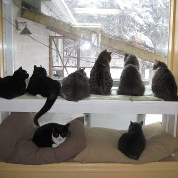 Our cat residents hanging out bird watching.