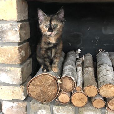 Our beautiful Suzy, adopted from our cat rescue shelter in 2023.