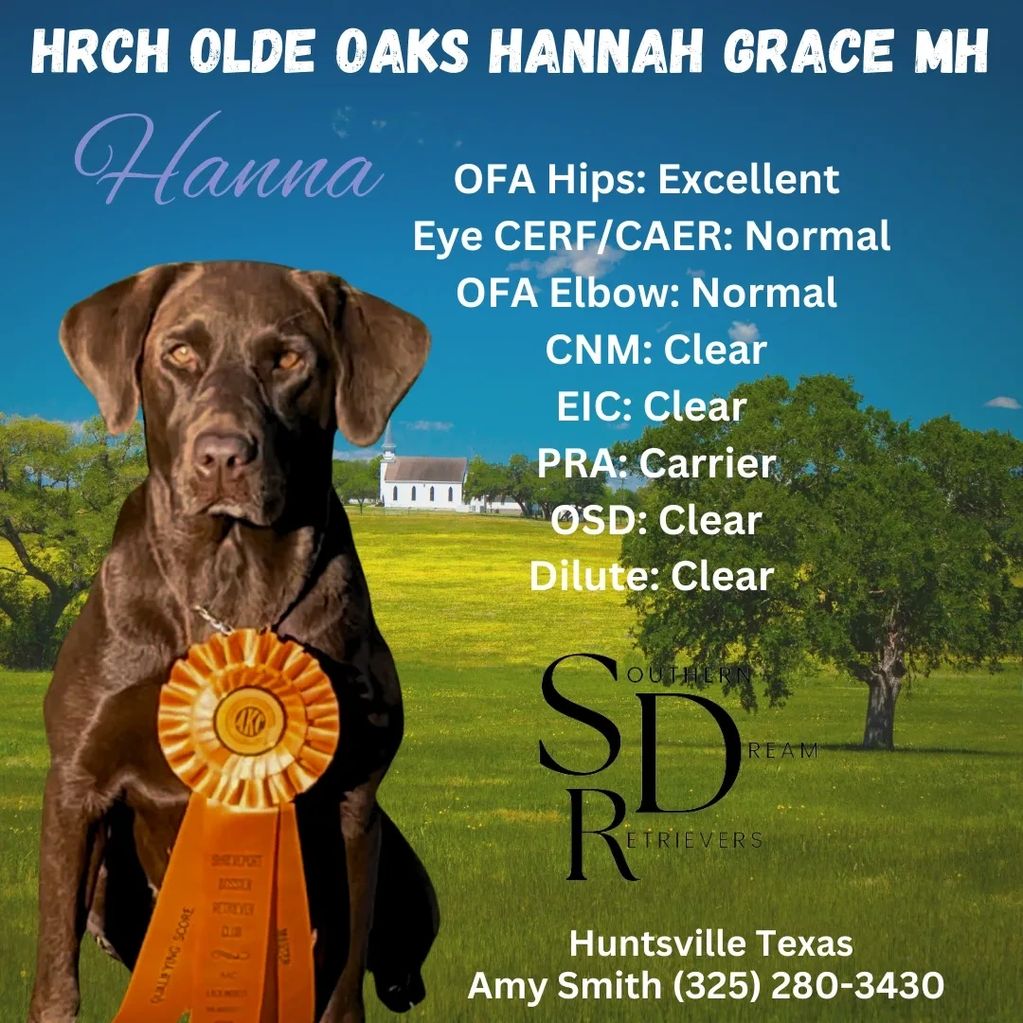 Chocolate Labrador with award ribbons and health clearances listed.