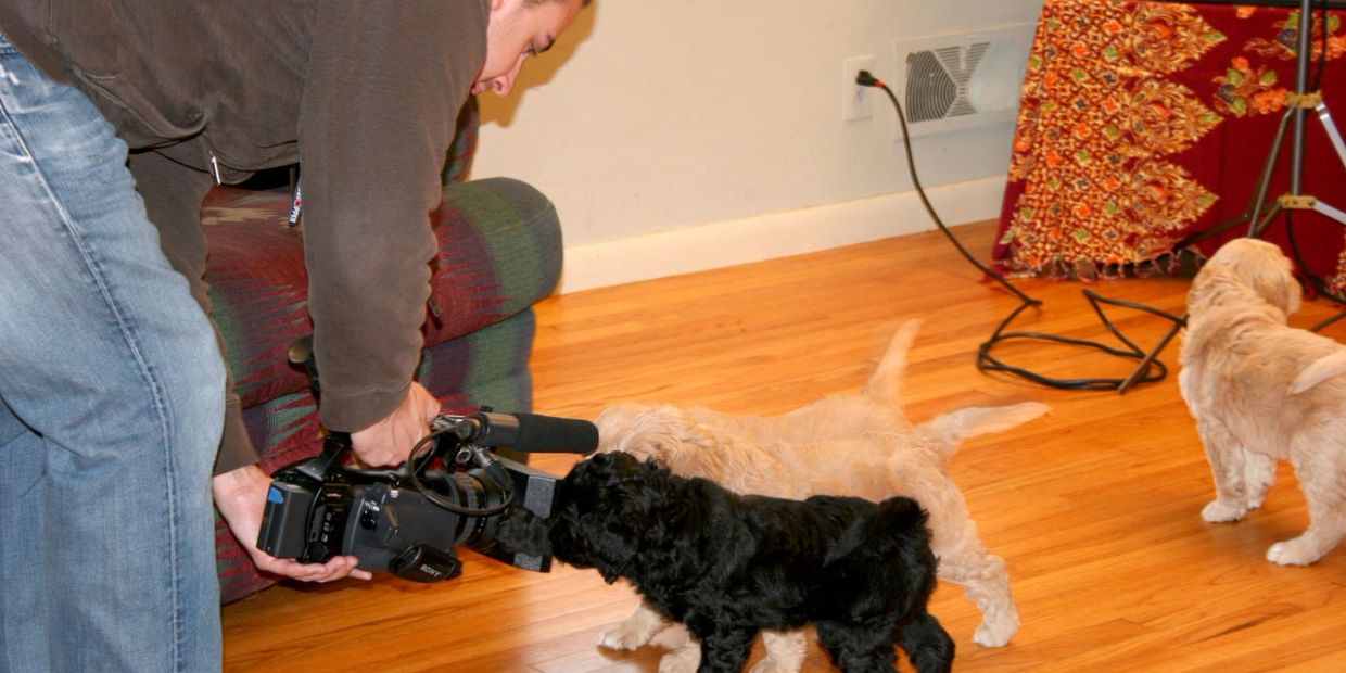 Person filming puppies on the floor.