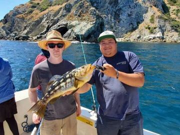 Big calico bass at Catalina Island