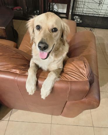 Happy golden retriever on a brown leather chair.