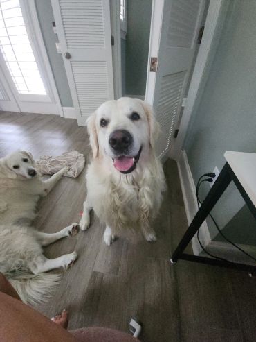 Two happy golden retrievers indoors with one looking at the camera.