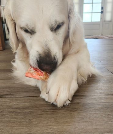Golden retriever chewing on a treat indoors.