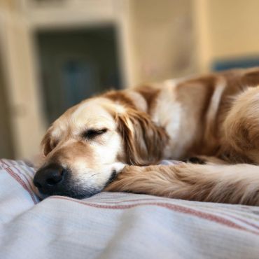 Golden retriever sleeping peacefully on a bed.