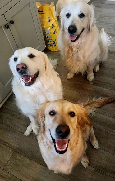 Three happy Golden Retrievers looking at the camera indoors.