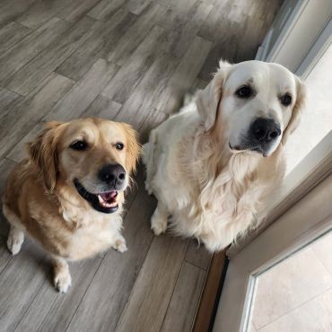Two Golden Retrievers looking up indoors.