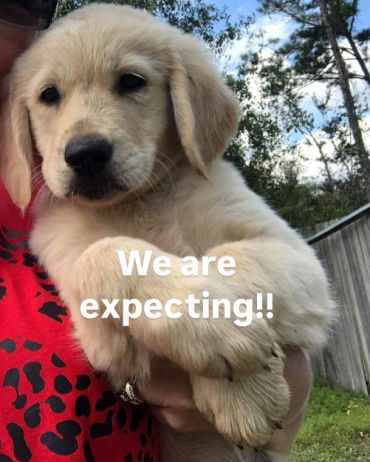 Cute golden retriever puppy with 'We are expecting!!' text.