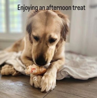 Golden retriever enjoying a treat.