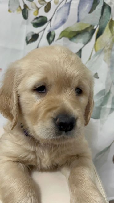 Close-up of a golden retriever puppy with a floral background.