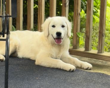 A happy golden retriever puppy lying on the porch.