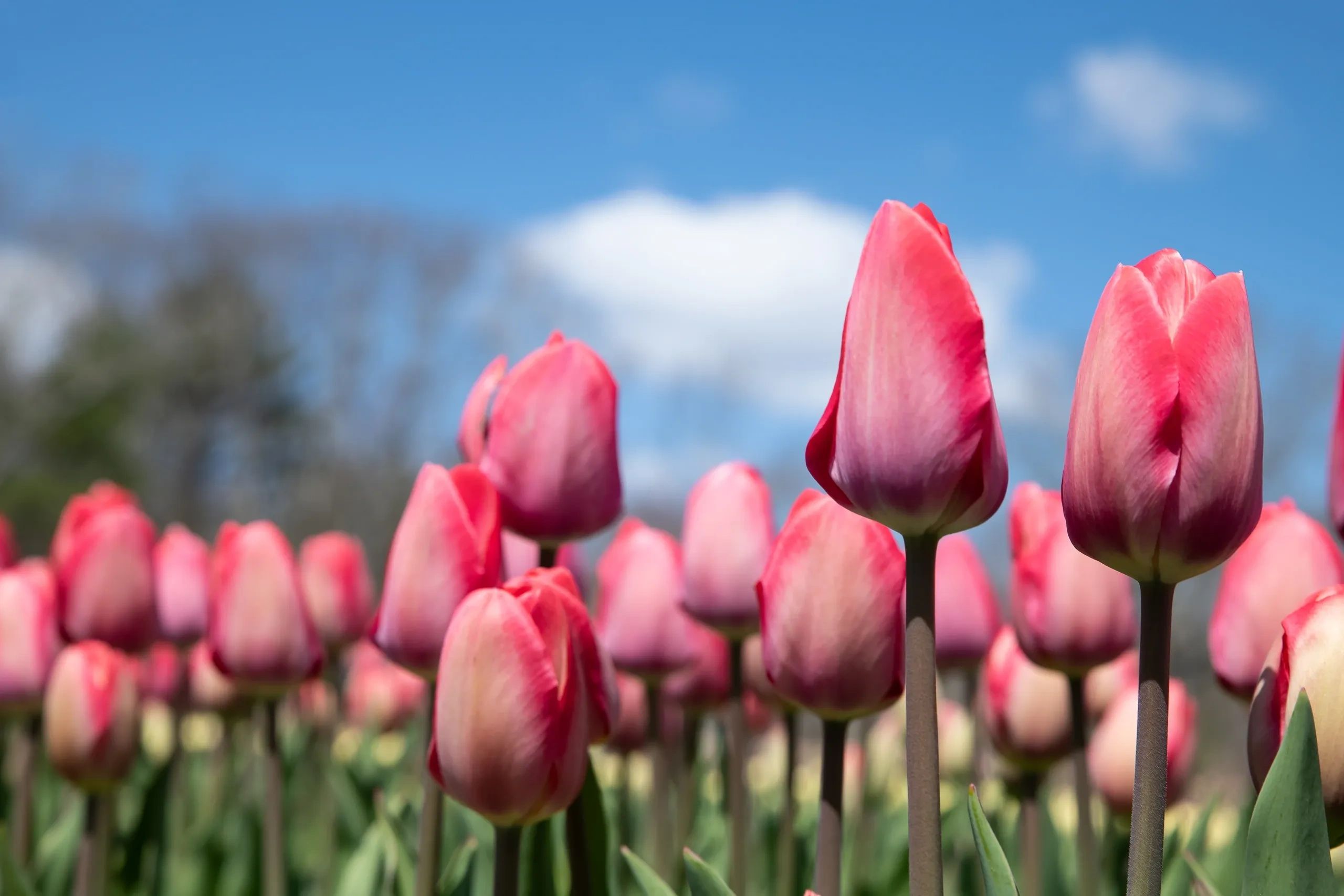 Spring tulips