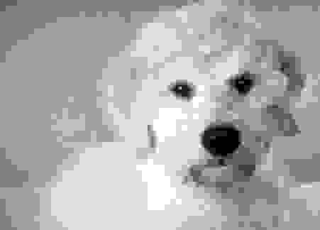 image262