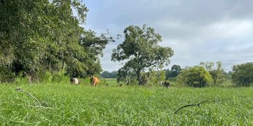 Cows grazing in a green field under a cloudy sky with trees in the background.