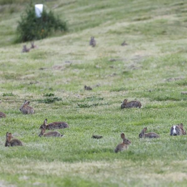 A group of rabbits resting on a grassy field.