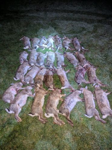 Multiple dead rabbits laid out on grass.