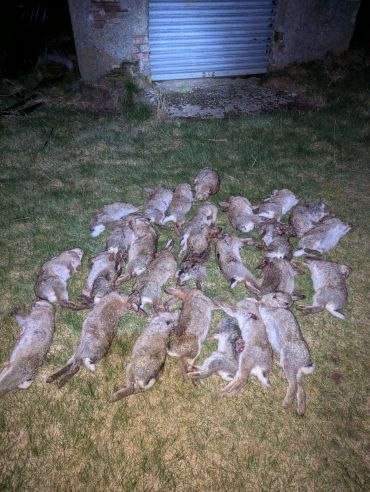 Several dead rabbits laid out on grass in front of a building at night.