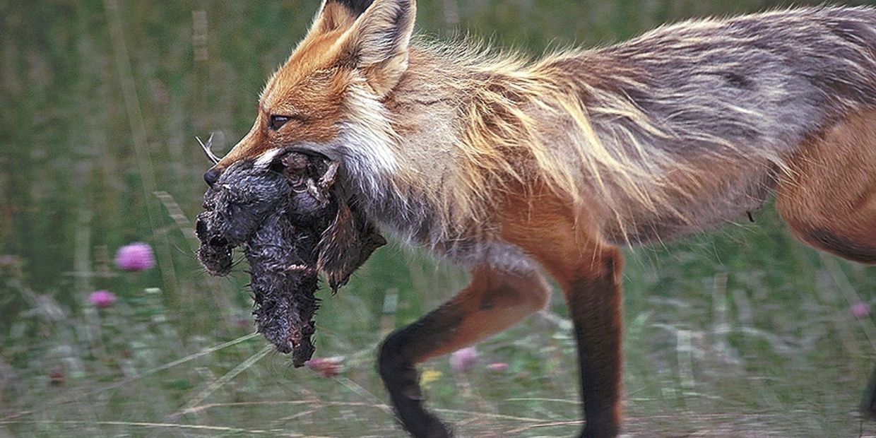 Fox carrying its prey in its mouth.