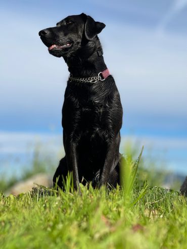 Fetchmate - Caring for your fur baby like they're our own.