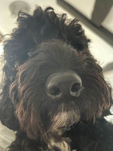 Fetchmate - Caring for your fur baby like they're our own.