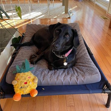 Fetchmate - Caring for your fur baby like they're our own.