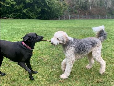 Fetchmate - Caring for your fur baby like they're our own.